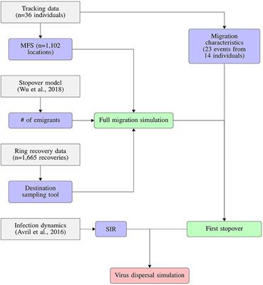 As the Duck Flies—Estimating the Dispersal of Low-Pathogenic Avian Influenza Viruses by Migrating Mallards